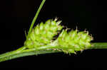 Fuzzy wuzzy sedge